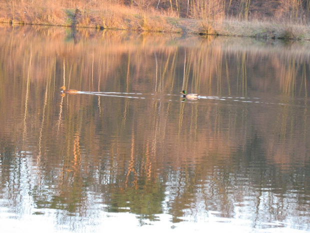 TROSZKĘ PRZYRODY OKOLIC KOLUSZEK - #Koluszki #okolica #Rochna