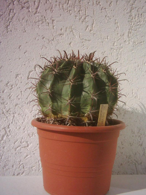 Ferocactus peninsulae syn. Ferocactus horridus