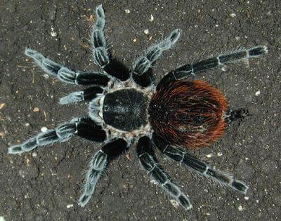 Brachypelma vagans