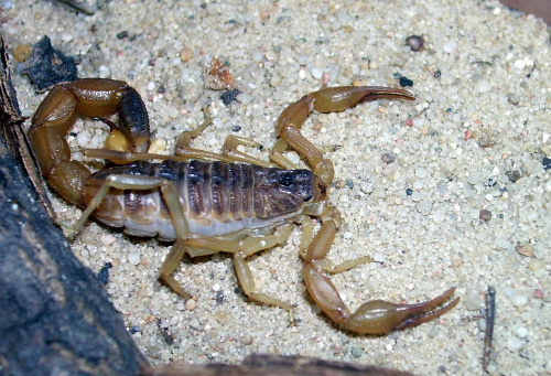 M. martensii