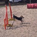 Frika szuka domu. Jej właściciel zachorował i frika wylądowała w schronisku.