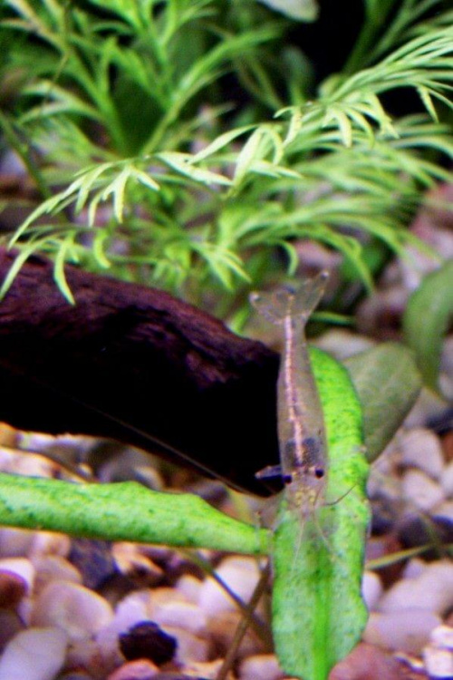 krewetki amano (cardina japonica)