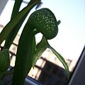 Darlingtonia