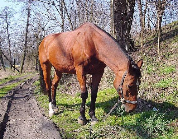 "kosiarka" w akcji :)