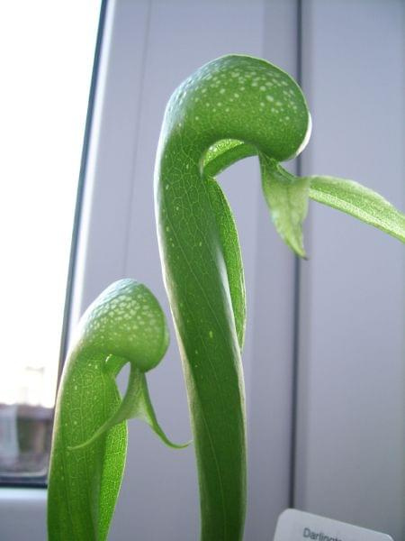 Darlingtonia