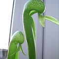 Darlingtonia