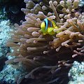 22 #diving #Egipt #egzotyka #fauna #gady #flora #ssaki #WielkiBłękit #morze #MorzeCzerwone #natura #nurkowanie #PodWodą #płazy #przyroda #rafa #ryba #ryby #snorkling #snurkowanie #woda