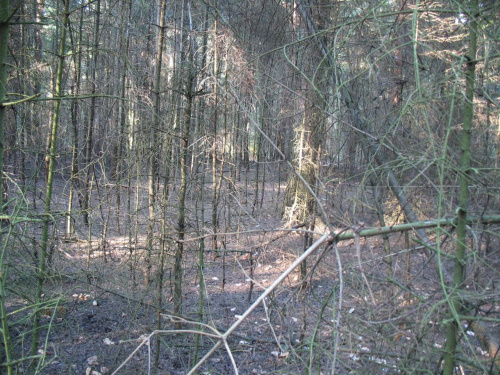 Koluszki i okolica las - troszkę wiosny #drzewo #jodła #Koluszki #las #Łaznów #rezerwat