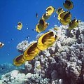 10 #diving #Egipt #egzotyka #fauna #flora #gady #WielkiBłękit #morze #MorzeCzerwone #natura #nurkowanie #PodWodą #płazy #przyroda #rafa #ryba #ryby #snorkling #snurkowanie #ssaki #woda