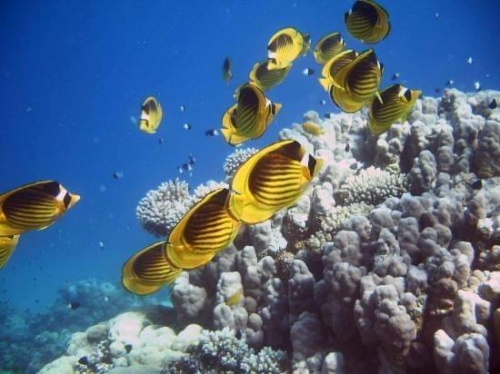 10 #diving #Egipt #egzotyka #fauna #flora #gady #WielkiBłękit #morze #MorzeCzerwone #natura #nurkowanie #PodWodą #płazy #przyroda #rafa #ryba #ryby #snorkling #snurkowanie #ssaki #woda