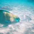 36 #diving #Egipt #egzotyka #fauna #flora #gady #WielkiBłękit #morze #MorzeCzerwone #natura #nurkowanie #PodWodą #płazy #przyroda #rafa #ryba #ryby #snorkling #snurkowanie #ssaki #woda
