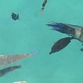 33 #diving #Egipt #egzotyka #fauna #flora #gady #WielkiBłękit #morze #MorzeCzerwone #natura #nurkowanie #PodWodą #płazy #przyroda #rafa #ryba #ryby #snorkling #snurkowanie #ssaki #woda