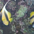 #diving #Egipt #egzotyka #fauna #flora #gady #WielkiBłękit #morze #MorzeCzerwone #natura #nurkowanie #PodWodą #płazy #przyroda #rafa #ryba #ryby #snorkling #snurkowanie #ssaki #woda