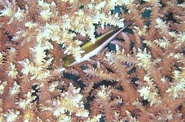 vinny-6 #diving #Egipt #egzotyka #fauna #flora #gady #WielkiBłękit #morze #MorzeCzerwone #natura #nurkowanie #PodWodą #płazy #przyroda #rafa #ryba #ryby #snorkling #snurkowanie #ssaki #woda