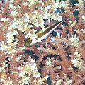 vinny-6 #diving #Egipt #egzotyka #fauna #flora #gady #WielkiBłękit #morze #MorzeCzerwone #natura #nurkowanie #PodWodą #płazy #przyroda #rafa #ryba #ryby #snorkling #snurkowanie #ssaki #woda