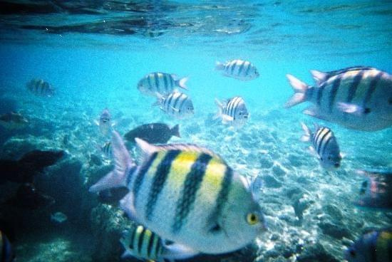 Angel Fish off Beach One #diving #Egipt #egzotyka #fauna #flora #gady #WielkiBłękit #morze #MorzeCzerwone #natura #nurkowanie #PodWodą #płazy #przyroda #rafa #ryba #ryby #snorkling #snurkowanie #ssaki #woda
