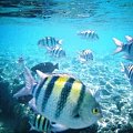 Angel Fish off Beach One #diving #Egipt #egzotyka #fauna #flora #gady #WielkiBłękit #morze #MorzeCzerwone #natura #nurkowanie #PodWodą #płazy #przyroda #rafa #ryba #ryby #snorkling #snurkowanie #ssaki #woda