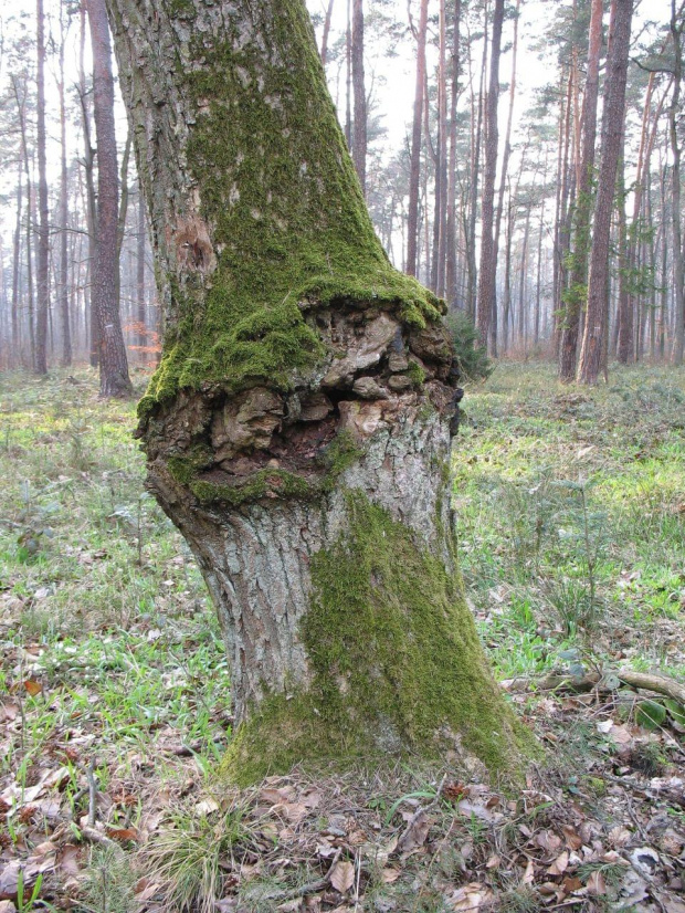 Koluszki, las, przyroda #drzewo #dziupla #Koluszki #las #pien