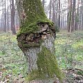 Koluszki, las, przyroda #drzewo #dziupla #Koluszki #las #pien