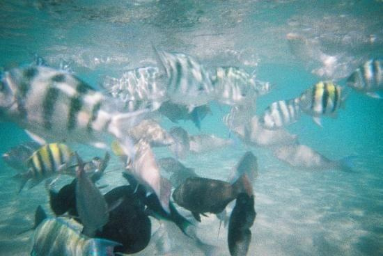 37 #diving #Egipt #egzotyka #fauna #flora #gady #WielkiBłękit #morze #MorzeCzerwone #natura #nurkowanie #PodWodą #płazy #przyroda #rafa #ryba #ryby #snorkling #snurkowanie #ssaki #woda