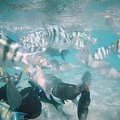 37 #diving #Egipt #egzotyka #fauna #flora #gady #WielkiBłękit #morze #MorzeCzerwone #natura #nurkowanie #PodWodą #płazy #przyroda #rafa #ryba #ryby #snorkling #snurkowanie #ssaki #woda