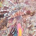 vinny-4 #diving #Egipt #egzotyka #fauna #flora #gady #WielkiBłękit #morze #MorzeCzerwone #natura #nurkowanie #PodWodą #płazy #przyroda #rafa #ryba #ryby #snorkling #snurkowanie #ssaki #woda