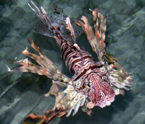 Large lion-fish from the beach jetty at night #diving #Egipt #egzotyka #fauna #flora #gady #WielkiBłękit #morze #MorzeCzerwone #natura #nurkowanie #PodWodą #płazy #przyroda #rafa #ryba #ryby #snorkling #snurkowanie #ssaki #woda