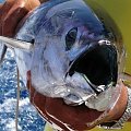Catch of the day - Tuna - Boat trip #diving #Egipt #egzotyka #fauna #flora #gady #WielkiBłękit #morze #MorzeCzerwone #natura #nurkowanie #PodWodą #płazy #przyroda #rafa #ryba #ryby #snorkling #snurkowanie #ssaki #woda