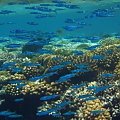 Hausriff_02 #diving #Egipt #egzotyka #fauna #flora #gady #WielkiBłękit #morze #MorzeCzerwone #natura #nurkowanie #PodWodą #płazy #przyroda #rafa #ryba #ryby #snorkling #snurkowanie #ssaki #woda