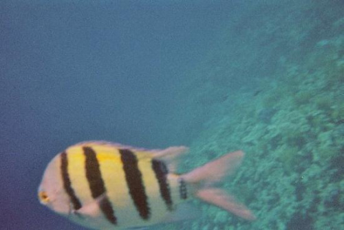 Fish and corals at hotel beach #diving #Egipt #egzotyka #fauna #flora #gady #WielkiBłękit #morze #MorzeCzerwone #natura #nurkowanie #PodWodą #płazy #przyroda #rafa #ryba #ryby #snorkling #snurkowanie #ssaki #woda