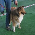 #wystawa #NowyDwórMazowiecki #collie #sheltie