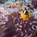 Diamond Sea #diving #Egipt #egzotyka #fauna #flora #gady #WielkiBłękit #morze #MorzeCzerwone #natura #nurkowanie #PodWodą #płazy #przyroda #rafa #ryba #ryby #snorkling #snurkowanie #ssaki #woda