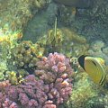 reef and fish #diving #Egipt #egzotyka #fauna #flora #gady #WielkiBłękit #morze #MorzeCzerwone #natura #nurkowanie #PodWodą #płazy #przyroda #rafa #ryba #ryby #snorkling #snurkowanie #ssaki #woda