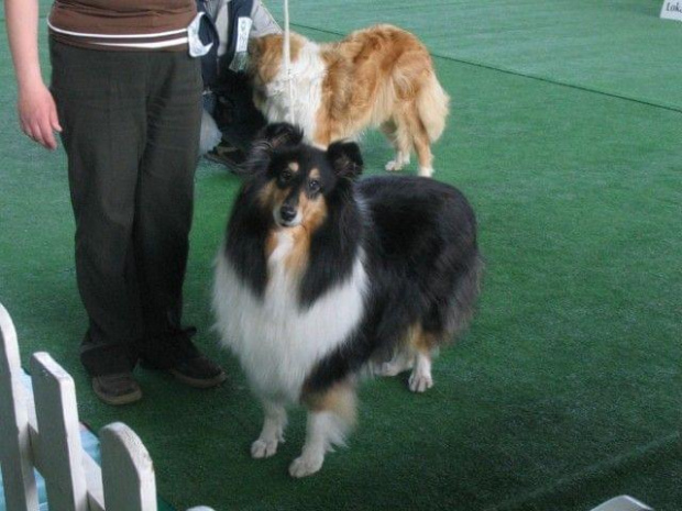 #wystawa #NowyDwórMazowiecki #collie #sheltie