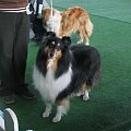 #wystawa #NowyDwórMazowiecki #collie #sheltie