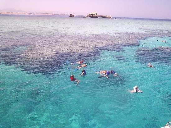 Snorkelling Tiran Island #diving #Egipt #egzotyka #fauna #flora #gady #WielkiBłękit #morze #MorzeCzerwone #natura #nurkowanie #PodWodą #płazy #przyroda #rafa #ryba #ryby #snorkling #snurkowanie #ssaki #woda