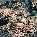 Snorkelling in VERY clear sea #diving #Egipt #egzotyka #fauna #flora #gady #WielkiBłękit #morze #MorzeCzerwone #natura #nurkowanie #PodWodą #płazy #przyroda #rafa #ryba #ryby #snorkling #snurkowanie #ssaki #woda