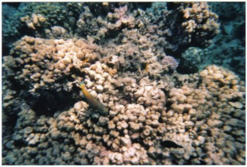 Snorkelling in VERY clear sea #diving #Egipt #egzotyka #fauna #flora #gady #WielkiBłękit #morze #MorzeCzerwone #natura #nurkowanie #PodWodą #płazy #przyroda #rafa #ryba #ryby #snorkling #snurkowanie #ssaki #woda