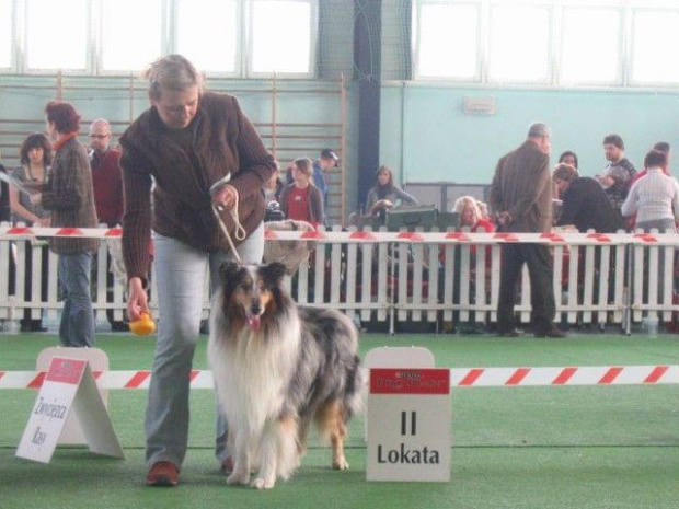 #wystawa #NowyDwórMazowiecki #collie #sheltie