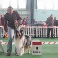 #wystawa #NowyDwórMazowiecki #collie #sheltie