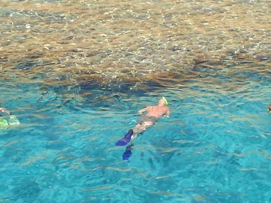 Stew snorkelling and loving it! #diving #Egipt #egzotyka #fauna #flora #gady #WielkiBłękit #morze #MorzeCzerwone #natura #nurkowanie #PodWodą #płazy #przyroda #rafa #ryba #ryby #snorkling #snurkowanie #ssaki #woda