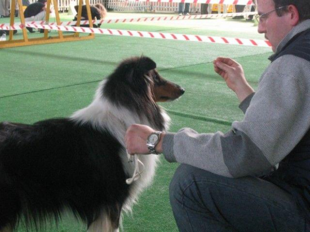 #wystawa #NowyDwórMazowiecki #collie #sheltie