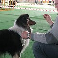 #wystawa #NowyDwórMazowiecki #collie #sheltie