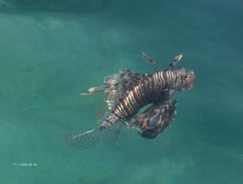 Lion Fish #diving #Egipt #egzotyka #fauna #flora #gady #WielkiBłękit #morze #MorzeCzerwone #natura #nurkowanie #PodWodą #płazy #przyroda #rafa #ryba #ryby #snorkling #snurkowanie #ssaki #woda