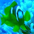 Nemo!!! #diving #Egipt #egzotyka #fauna #flora #gady #WielkiBłękit #morze #MorzeCzerwone #natura #nurkowanie #PodWodą #płazy #przyroda #rafa #ryba #ryby #snorkling #snurkowanie #ssaki #woda