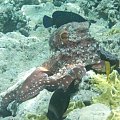 Ugh!! #diving #Egipt #egzotyka #fauna #flora #gady #WielkiBłękit #morze #MorzeCzerwone #natura #nurkowanie #PodWodą #płazy #przyroda #rafa #ryba #ryby #snorkling #snurkowanie #ssaki #woda