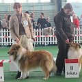 #wystawa #NowyDwórMazowiecki #collie #sheltie