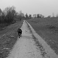 road & dog