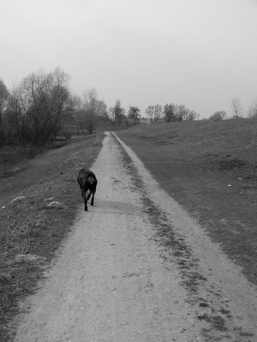 road & dog