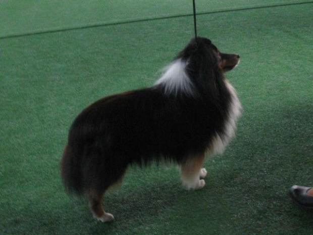 Wystawa w NDM, collie, sheltie #NowyDwórMazowiecki #wystawa #collie #sheltie